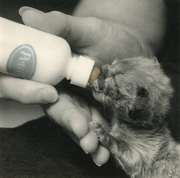 young kitten drinking from bottle