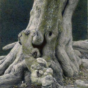 face in the roots of a tree