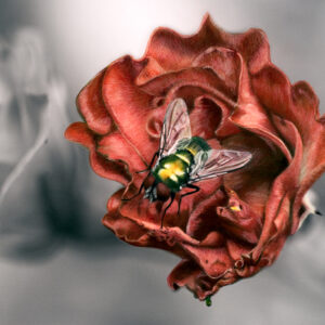 housefly on red rose