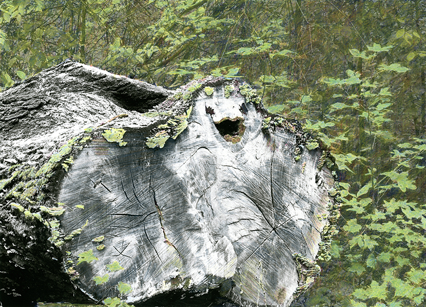 a tree cut down with a smiling face