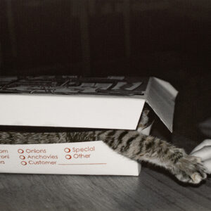 kitten hiding in pizza box