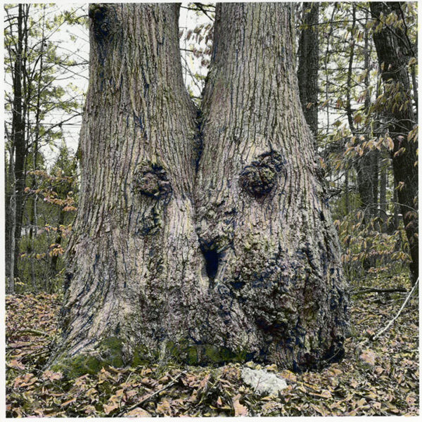 2 trees that are connected and look like a smiling face