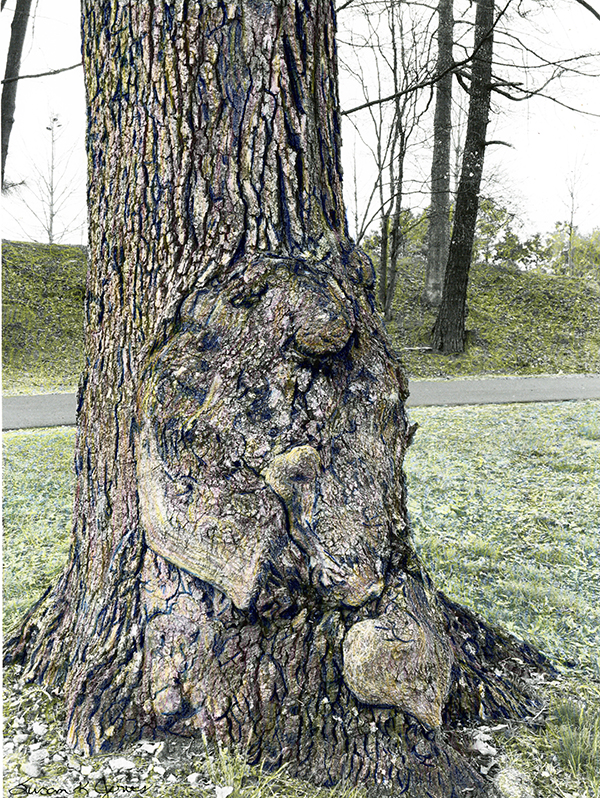 face in the base of a tree that looks like a dwarf