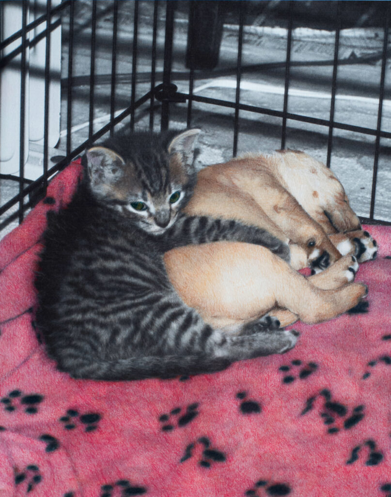 kitten and puppy napping together