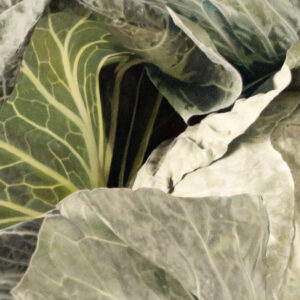 closeup of cabbage