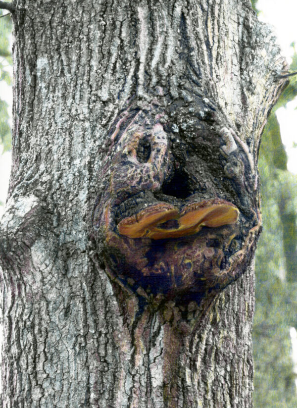 tree creature is a lovely combination of knots, holes, and mushrooms to create the face of a duck