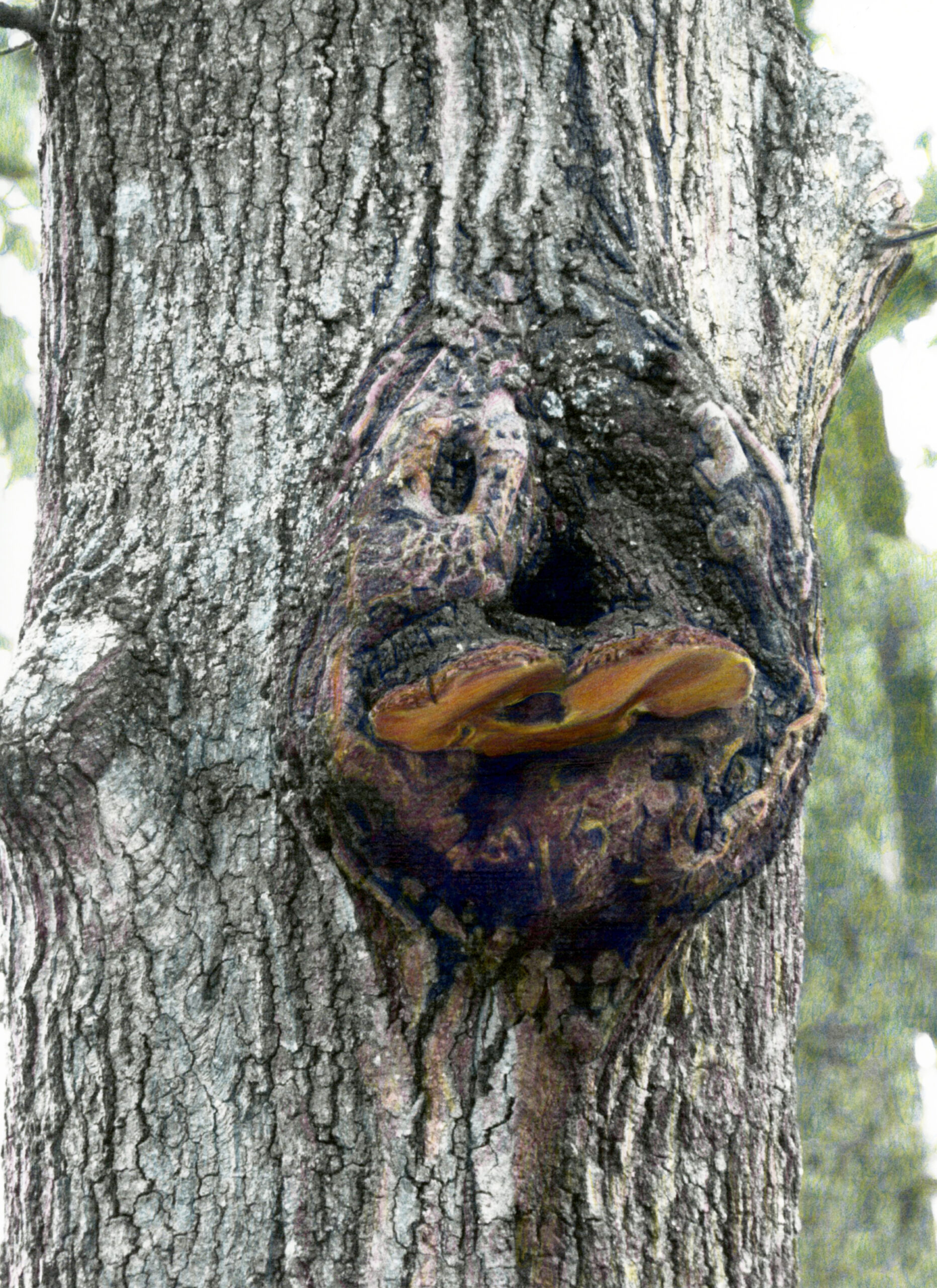tree creature is a lovely combination of knots, holes, and mushrooms to create the face of a duck