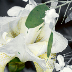 white iris with green bug on it