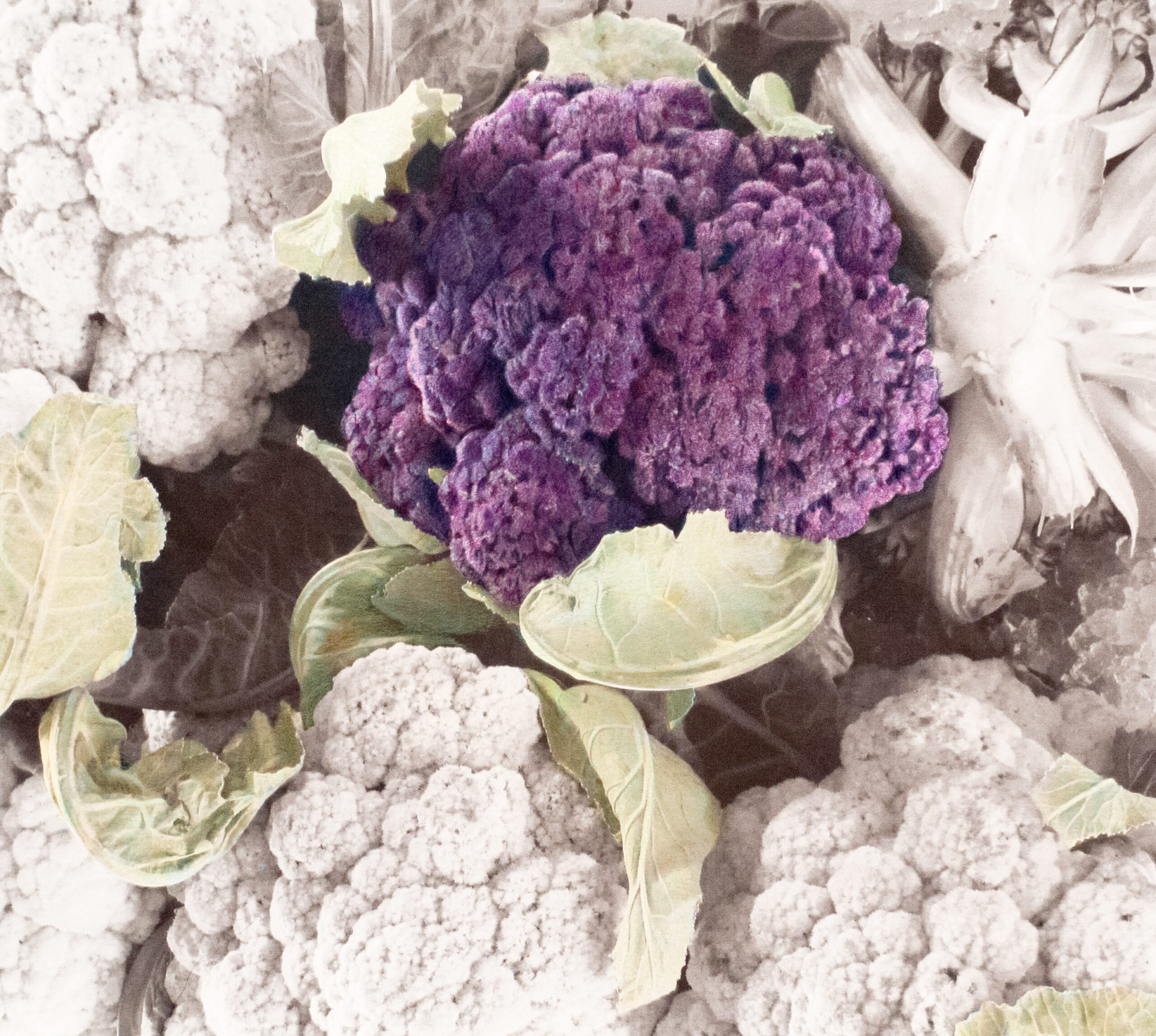 purple cauliflower