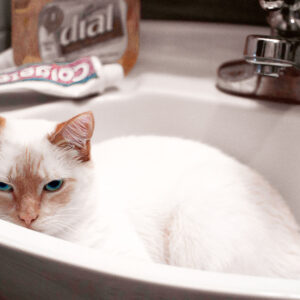 white cat in a pedestal sink
