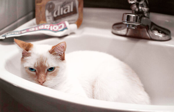 white cat in a pedestal sink