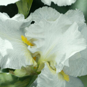 white Iris