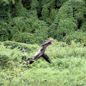a tree creature running through a field