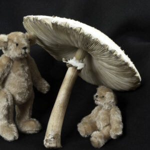 miniature bears under a mushroom