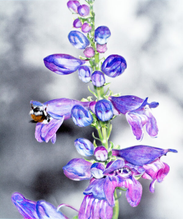 Bee on Purple flower