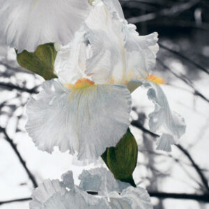 Three white Iris