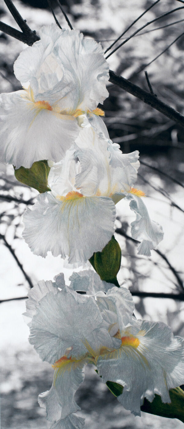 Three white Iris