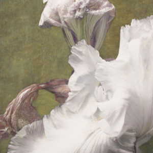 White Iris with buds
