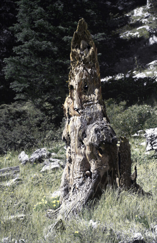 a tree stump that looks like Brer Rabbit
