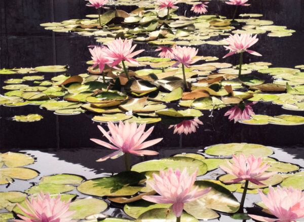 Water lilies