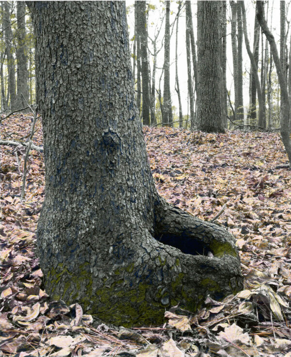 a tree that looks like a yup yup character